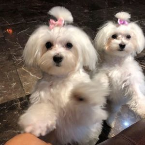 Meet your Posher, Terri